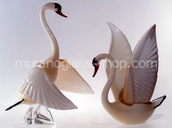Cigno biancolatte, Cigno